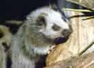 動物図鑑・ウスイロホソオクモネズミ 1